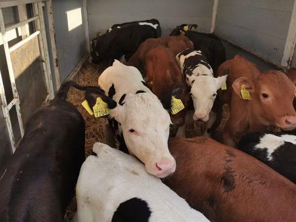 Touro, Bovinos