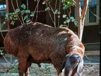 Ram, Sheep — photo 2
