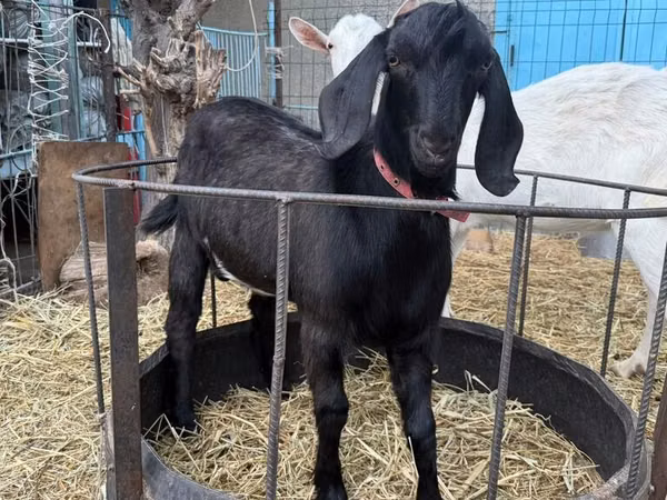 Chèvre, Beetal goats