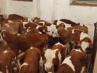 ثور, Simmental cattle — الصورة 3