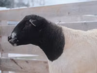 ஆண் ஆடு, Dorper sheep — புகைப்படம் 3