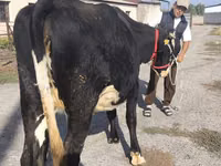 Vaca, Russian Black pied cattle — foto 8