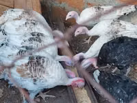 Turkeys — zdjęcie 1
