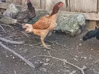 Chickens — Foto 4