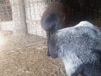 Bélier, Moutons — photo 2