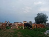 İribuynuzlu mal-qara (partiya, cinsi göstərilməyib), Mal-qara — foto 4