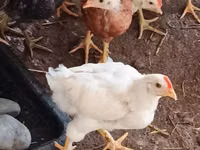 Chickens — zdjęcie 2