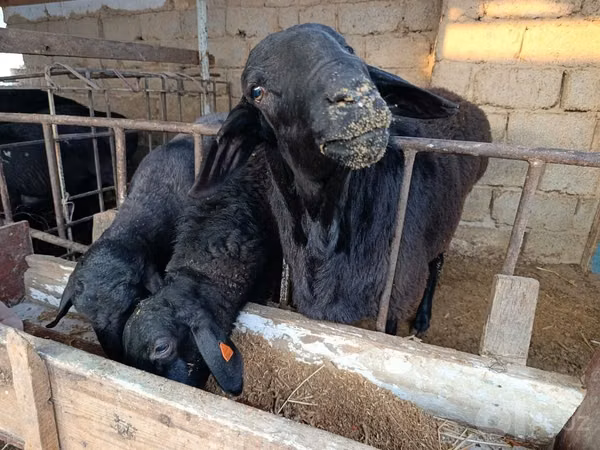 Ovce (šarže, pohlaví neuvedeno), Blackheaded Persian sheep