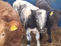 Buqa, Simmental cattle — 3-rasm
