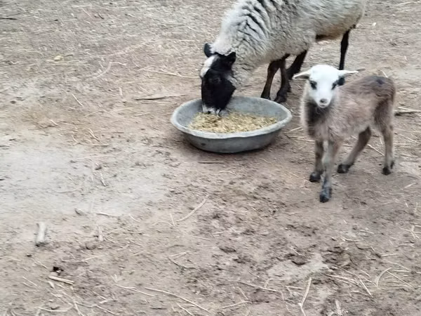 Moutons (lot, sexe non indiqué), Romanov sheep