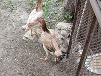 Chickens — Foto 1