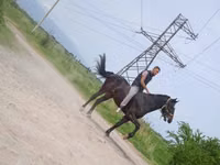 குதிரை, Standardbred — புகைப்படம் 3