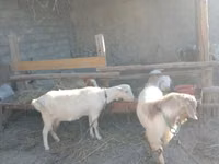 母山羊, Alpine goat — 照片 4