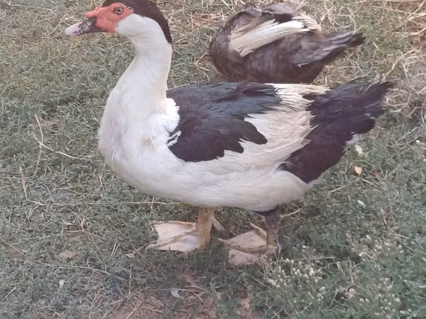 Canard musqué domestique — Azerbaïdjan