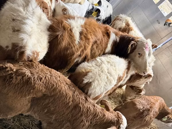 Touro, Simmental cattle