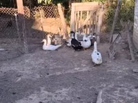 Chickens — फ़ोटो 6