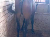 At, Manipuri pony — foto 1