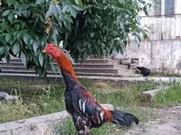 Chickens — الصورة 4