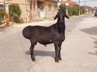 Qoç, Qoyunlar — foto 1