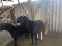 Bélier, Moutons — photo 3