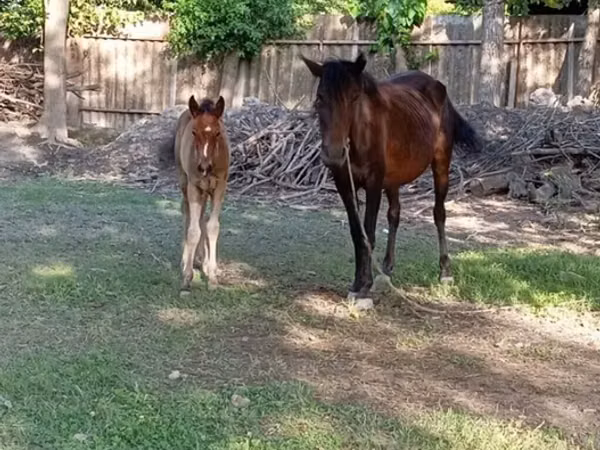 Yegua, Caballos — Azerbaiyán