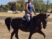 Kobyła, Hungarian horse breed — zdjęcie 6