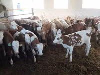 Buqa, Simmental cattle — 4-rasm