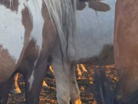 Atlar (parti, cinsiyet belirtilmedi), Horse breed — foto 5