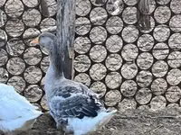 Ganso Dinamarquês Cinza e Cinza Mosqueado — foto 2