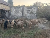 Ovelha, Arashan sheep — foto 4