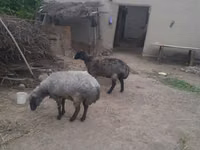 Owca, Owce — zdjęcie 1