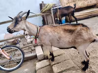 Cabra, Cabras — foto 1