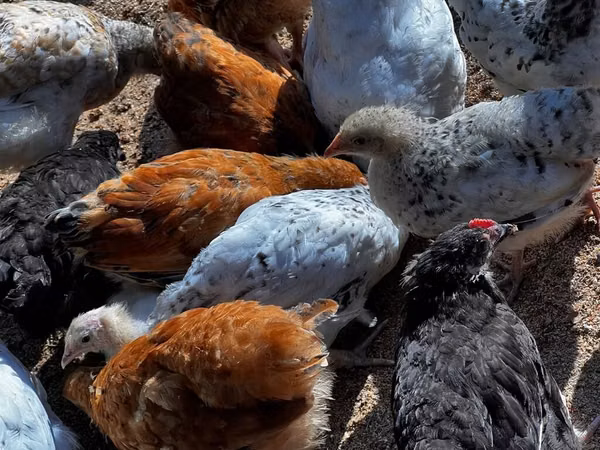 Chickens
