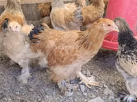 Brahma — foto 3