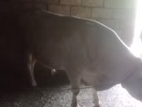 Byk, Bydło — zdjęcie 5
