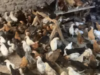 Chickens — foto 1