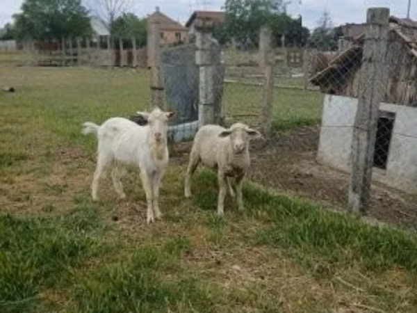 ვერძი, Merino sheep