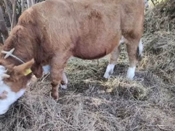 Buqa, Simmental cattle