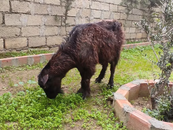 Cabra, Cabras