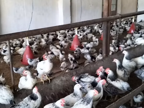 Chickens — அசர்பைஜான்