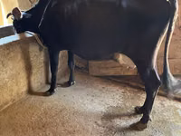 Vaca, Russian Black pied cattle — foto 6