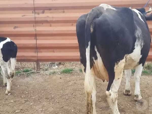 İribuynuzlu mal-qara (partiya, cinsi göstərilməyib), Russian Black pied cattle