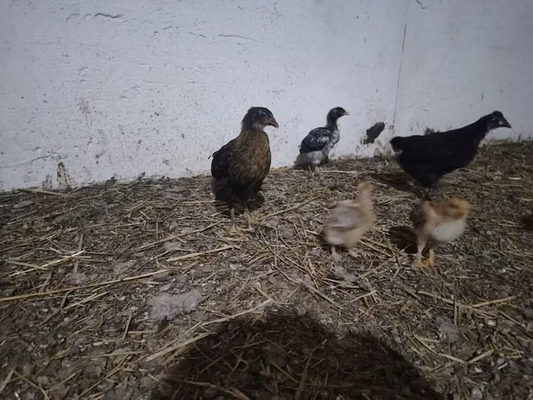 Chickens