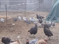 Guinea fowl — Foto 3