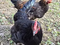 Chickens — foto 8