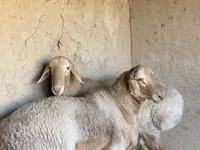Ovce (šarže, pohlaví neuvedeno), Arashan sheep — foto 6