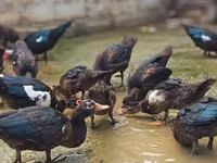 Ducks — 写真 3