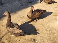 Ducks — foto 2