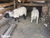 Ram, Merino sheep — photo 2
