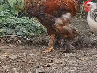 Brahma — foto 7